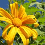 tournesol mexicain